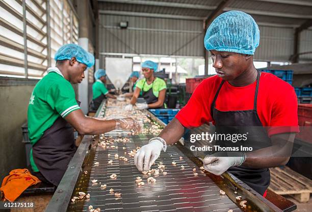 Mim, Ghana African workers of the MIM cashew processing company are sorting cashew nuts on a conveyor belt on September 07, 2016 in Mim, Ghana.