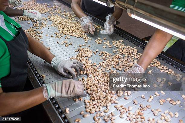 Mim, Ghana African workers of the MIM cashew processing company are sorting cashew nuts on a conveyor belt on September 07, 2016 in Mim, Ghana.