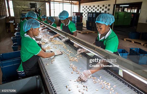 Mim, Ghana African workers of the MIM cashew processing company are sorting cashew nuts on a conveyor belt on September 07, 2016 in Mim, Ghana.