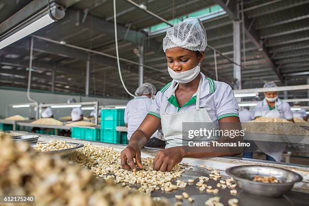 Mim, Ghana An African worker of the MIM cashew processing company is sorting Cashew nuts on September 07, 2016 in Mim, Ghana.