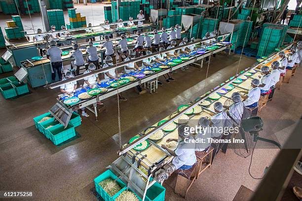 Mim, Ghana African workers of the MIM cashew processing company are sorting cashew nuts on a conveyor belt on September 07, 2016 in Mim, Ghana.