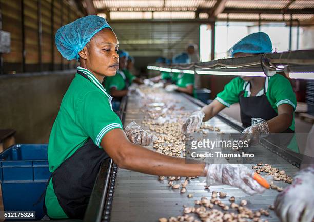 Mim, Ghana An African worker of the MIM cashew processing company is sorting cashew nuts on a conveyor belt on September 07, 2016 in Mim, Ghana.