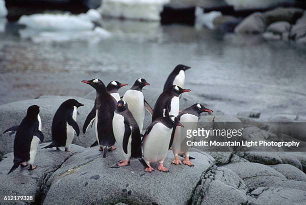 Several Gentoo Penguins on Rock Shoreline