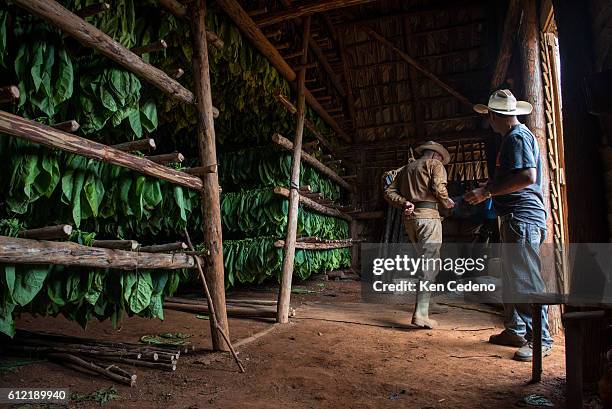 Bisente Rivera Joel, and another farm hand talk inside the drying barn on a farm just outside of Viñales, Cuba December 29, 2014. The United States...