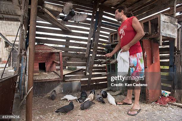 Amore Drago Errera feeds his pigeons in the back of his home in the Regla suburb across the water from Havana, Cuba January 4, 2015. The United...