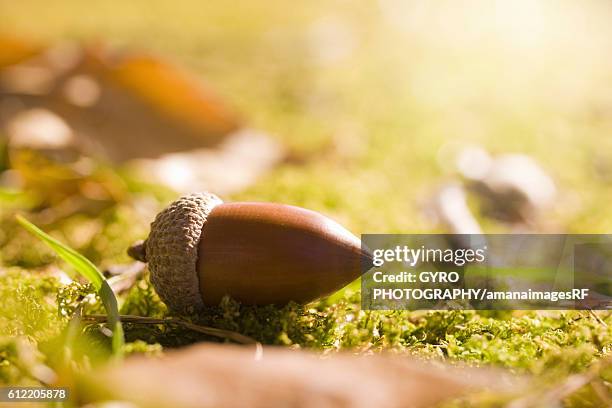 Spring Acorn 117 Acorn Sprout Stock Photos, High-Res Pictures, and Images - Getty Images