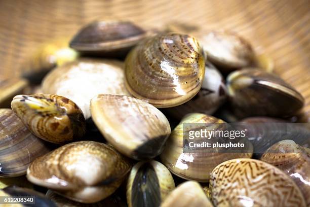 a heap of fresh clams in a bamboo basket - plusphoto stockfoto's en -beelden