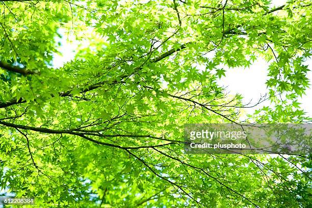 lush green leaves of a maple tree. kamakura, kanagawa prefecture, japan - plusphoto stockfoto's en -beelden