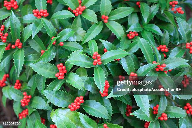 holly with berries, kanagawa prefecture, honshu, japan - plusphoto stockfoto's en -beelden
