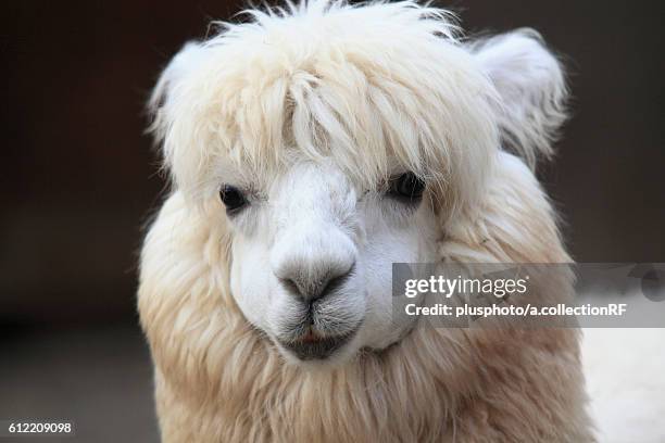 alpaca - plusphoto stockfoto's en -beelden