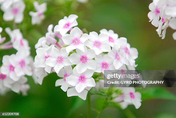 phlox - phlox stock pictures, royalty-free photos & images