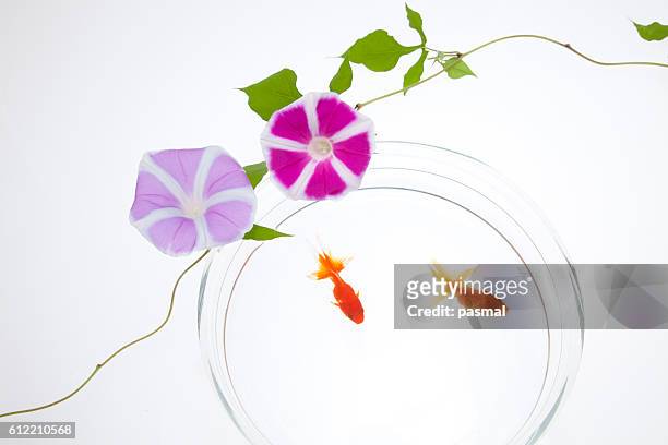 goldfish and morning glory flower - あさがお ストックフォトと画像