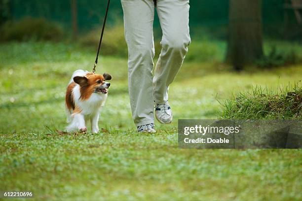 man walking his dog - papillon dog fotografías e imágenes de stock