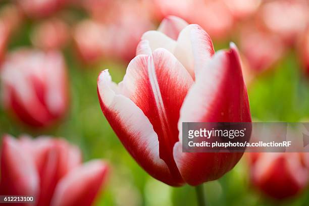 tulips - plusphoto stockfoto's en -beelden