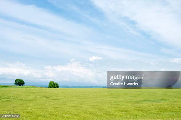 wheat field, hokkaido prefecture, japan - 上川町 ストックフォトと画像