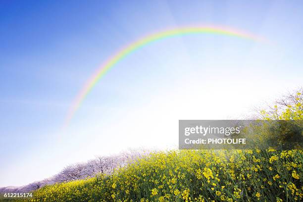 rainbow over oilseed rape field - saitama prefecture ストックフォトと画像