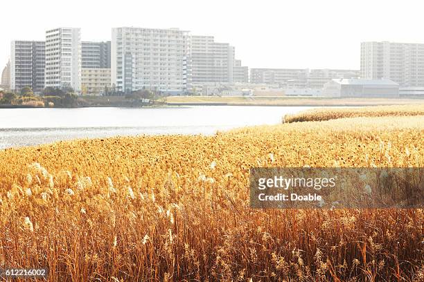Japanese Pampas Grass Field and City