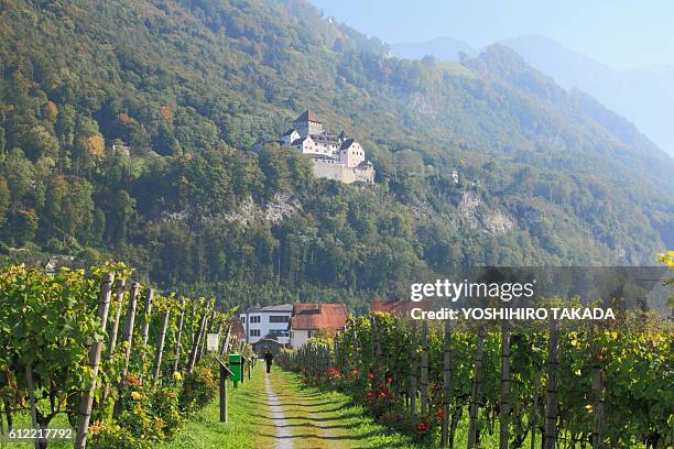 vineyard and vaduz castle - vaduz stock pictures, royalty-free photos & images