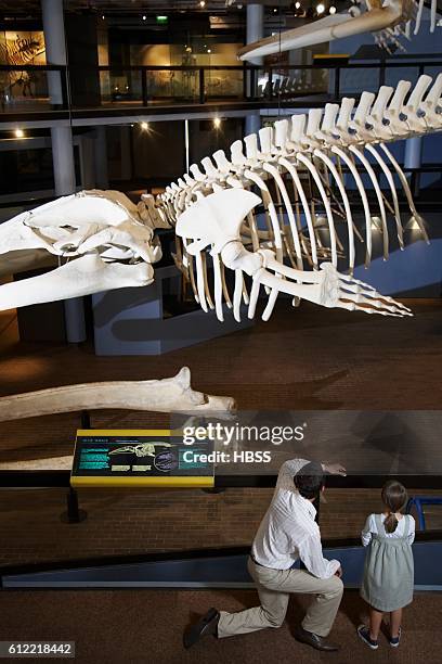 father and daughter watching exhibit - human skull museum stock pictures, royalty-free photos & images