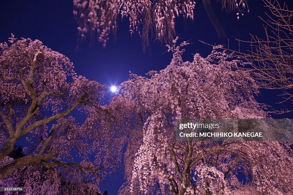 Weeping Cherry Tree in Full Moon