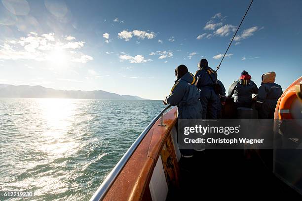 iceland - whalewatching - whale watching fotografías e imágenes de stock