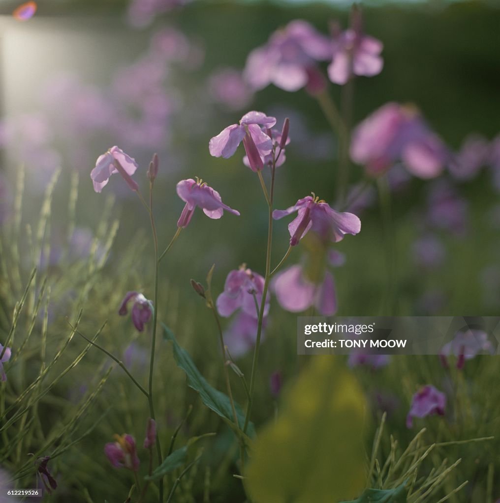Purple Chinese violets in the sunshine