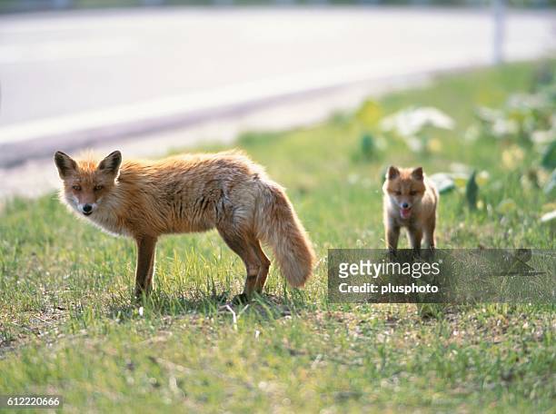 vixen and her cub on the roadside - plusphoto stockfoto's en -beelden