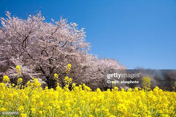 cherry trees and oilseed rape field, tokyo, japan - plusphoto stockfoto's en -beelden