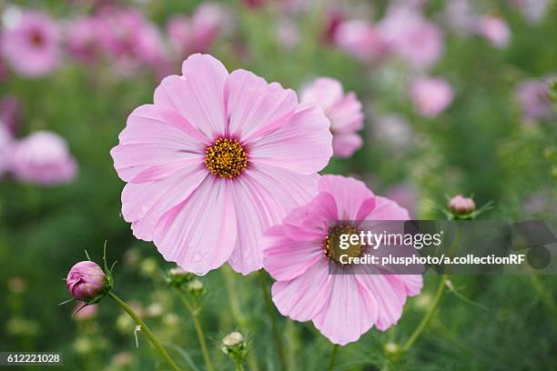 close-up of cosmos flowers - plusphoto stockfoto's en -beelden