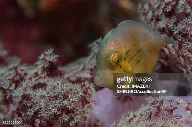 Japanese File Fish Shinjiro Photos and Premium High Res Pictures - Getty Images