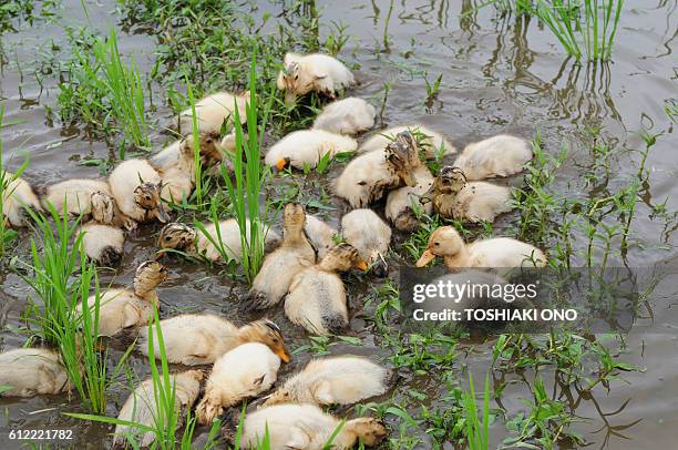 Ducks Clean Rice Paddy Yachiyo Chiba Photos and Premium High Res Pictures - Getty Images