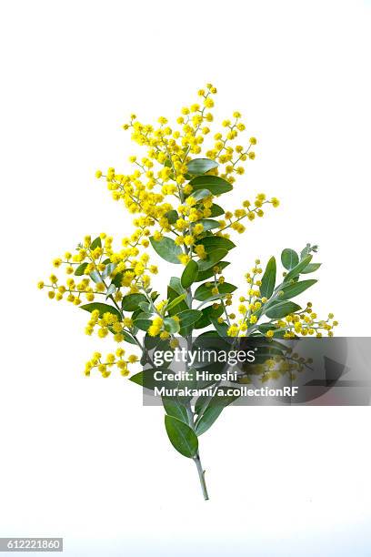 wattle flowers - acacia tree stock pictures, royalty-free photos & images