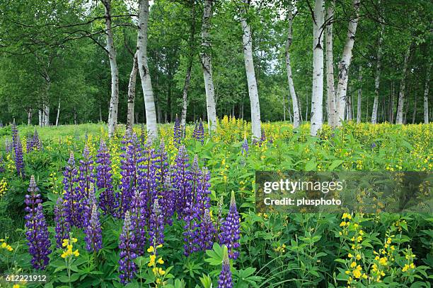 japanese white birch and lupine, hokkaido prefecture, japan - plusphoto stockfoto's en -beelden