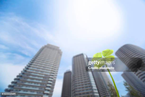 four leaf clover - plusphoto stockfoto's en -beelden