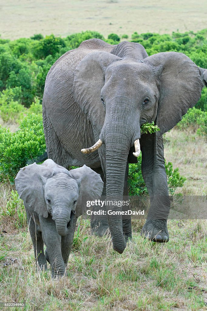 Wild African Elephant Mother and Baby Feasting on Small Trees