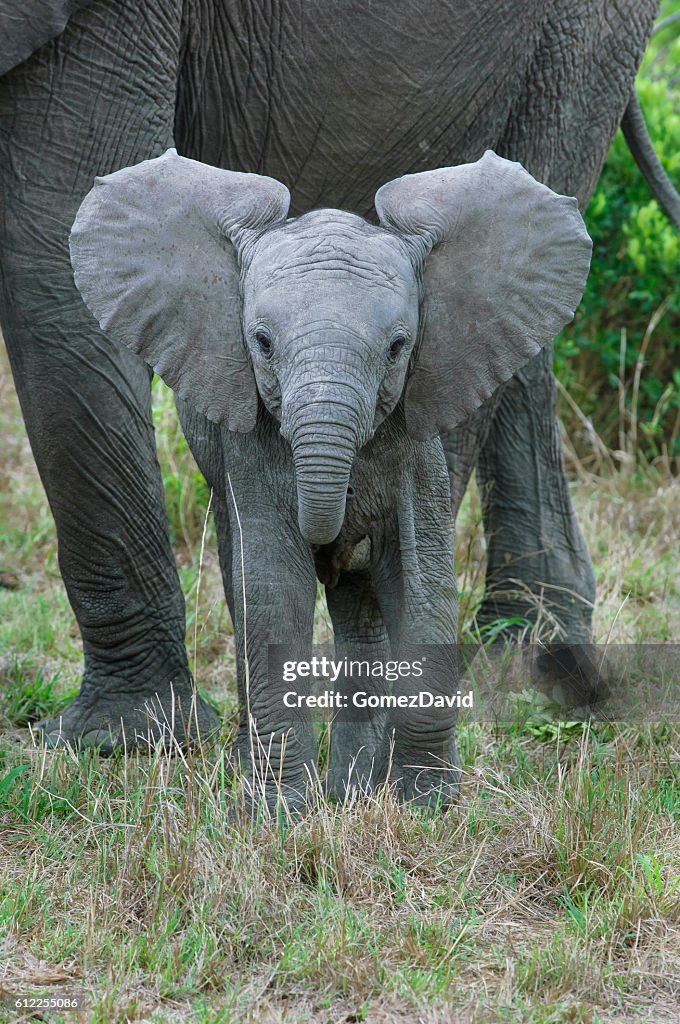 Wild African Elephant Mother and Baby Feasting on Small Trees