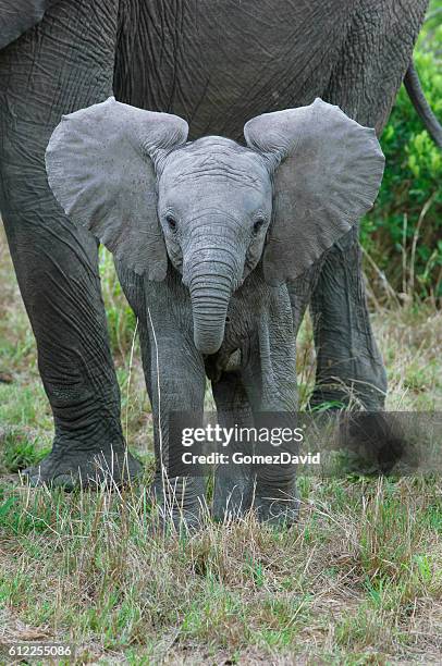 wild african elephant mother and baby feasting on small trees - elephant calf stock pictures, royalty-free photos & images