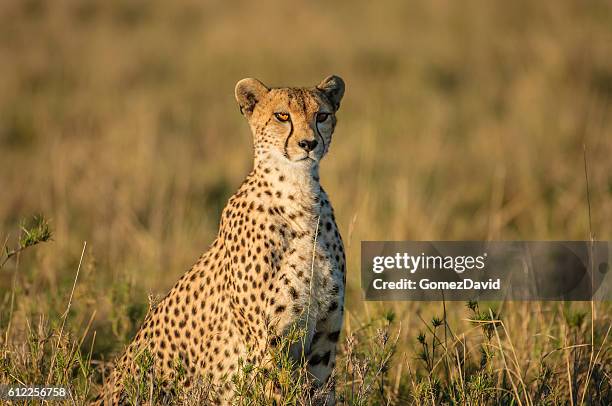 selvatico ghepardo seduto alla ricerca di suo diritto - cheetah foto e immagini stock