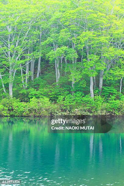 Beech Grove Photos And Premium High Res Pictures Getty Images beech-grove-photos-and-premium-high-res-pictures-getty-images