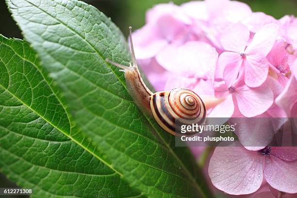 snail and hydrangea - plusphoto stockfoto's en -beelden