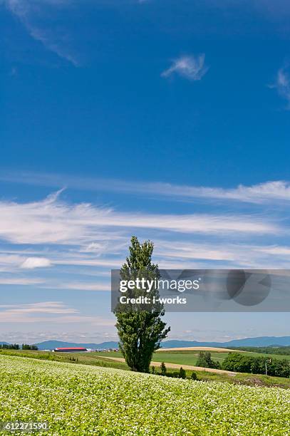 poplar tree called "ken and mary", hokkaido prefecture, japan - 上川町 ストックフォトと画像