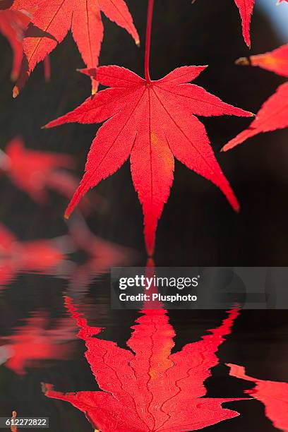 japanese maple leaf and it's reflection on water - plusphoto stockfoto's en -beelden