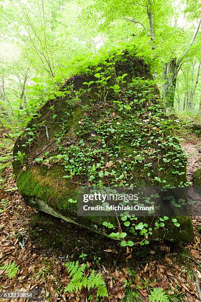 Grove Rocks Beech Grove Photos and Premium High Res Pictures - Getty Images