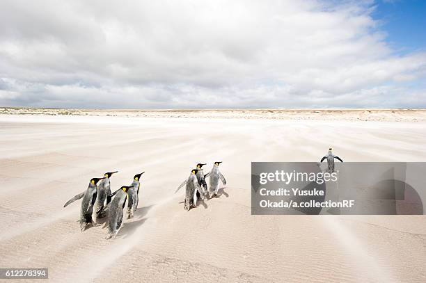 flock of king penguins walking on beach - penguin flock stock pictures, royalty-free photos & images