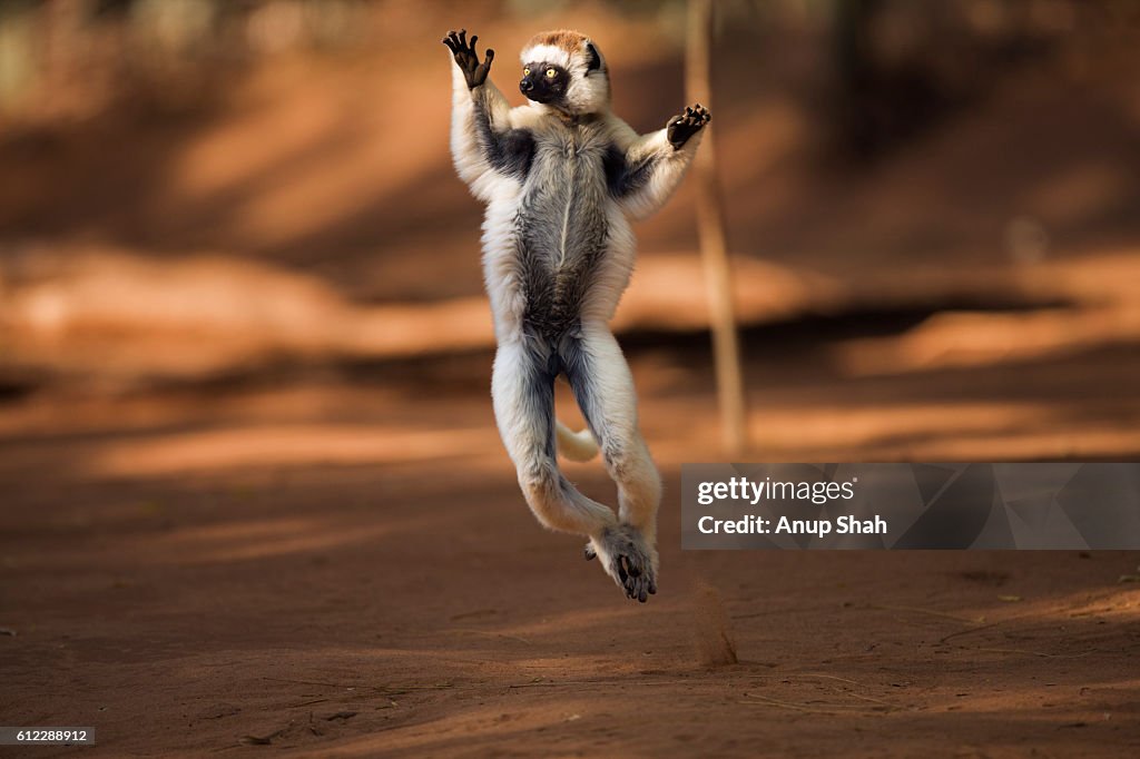 Verreaux's sifaka 'hopping' across open ground to reach new feeding area.