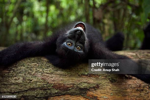 black crested or celebes crested macaque juvenile playing on a fallen tree - celebes macaque stock-fotos und bilder