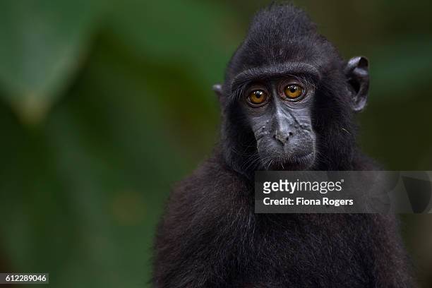 black crested or celebes crested macaque - celebes macaque stock-fotos und bilder