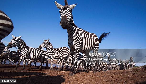 common or plains zebra herd waiting at the edge of the mara river - zebra herd stock pictures, royalty-free photos & images