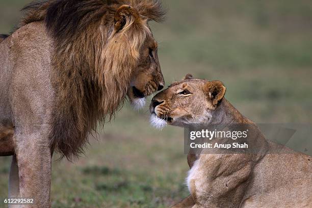 lion and lioness courting - lioness stock pictures, royalty-free photos & images