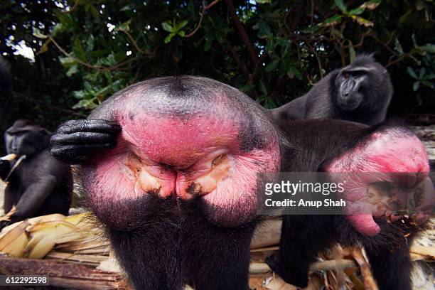 black crested or celebes crested macaque close-up of female rear showing swelling of sexual skin - celebes macaque stock pictures, royalty-free photos & images